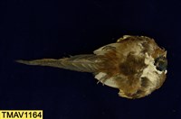 藏品(中國環頸雉)的圖片